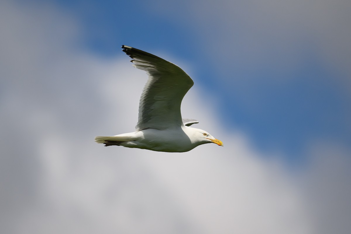 Herring Gull (American) - ML620138397