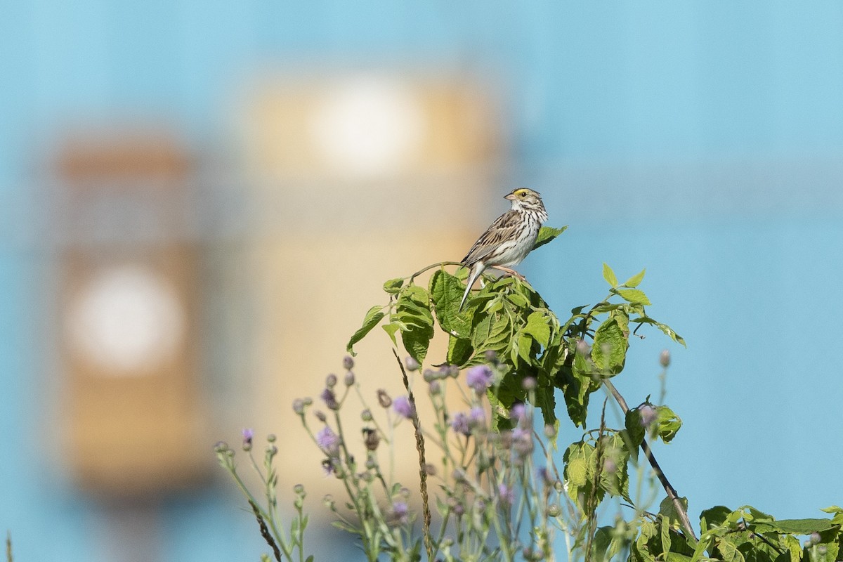 Savannah Sparrow - ML620138399