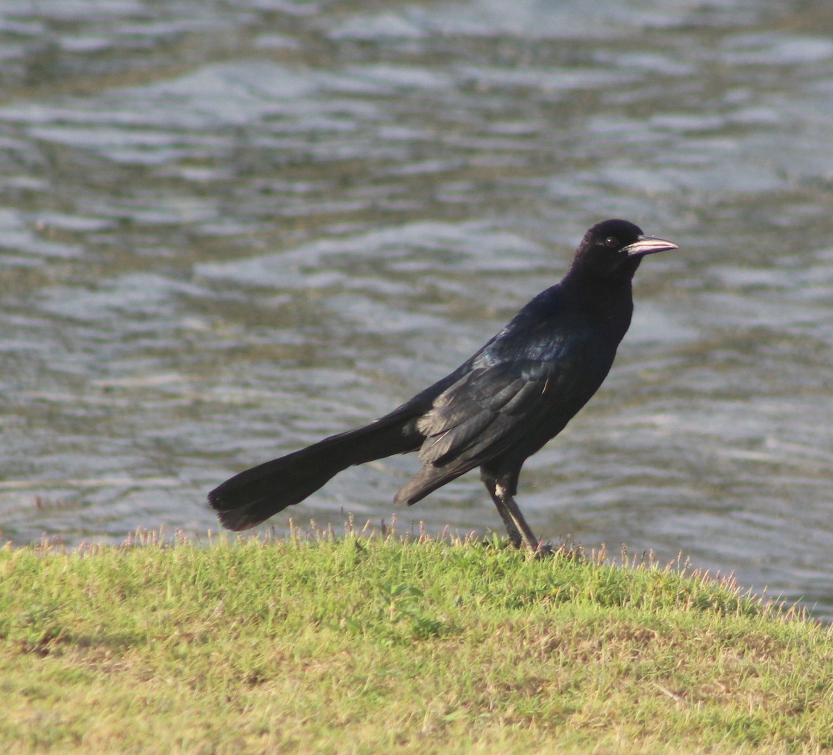 Boat-tailed Grackle - ML620138405
