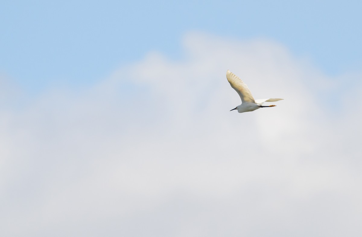 Snowy Egret - ML620138410