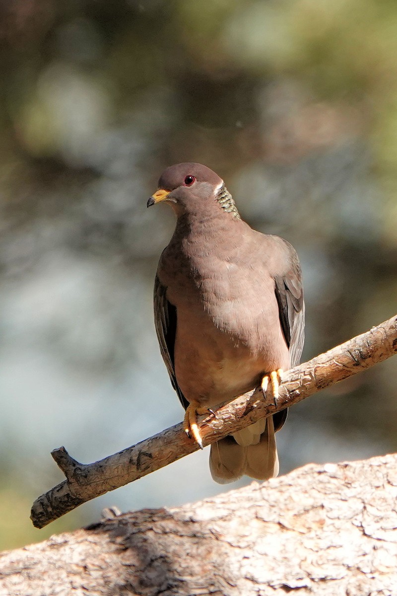 Band-tailed Pigeon - ML620138412
