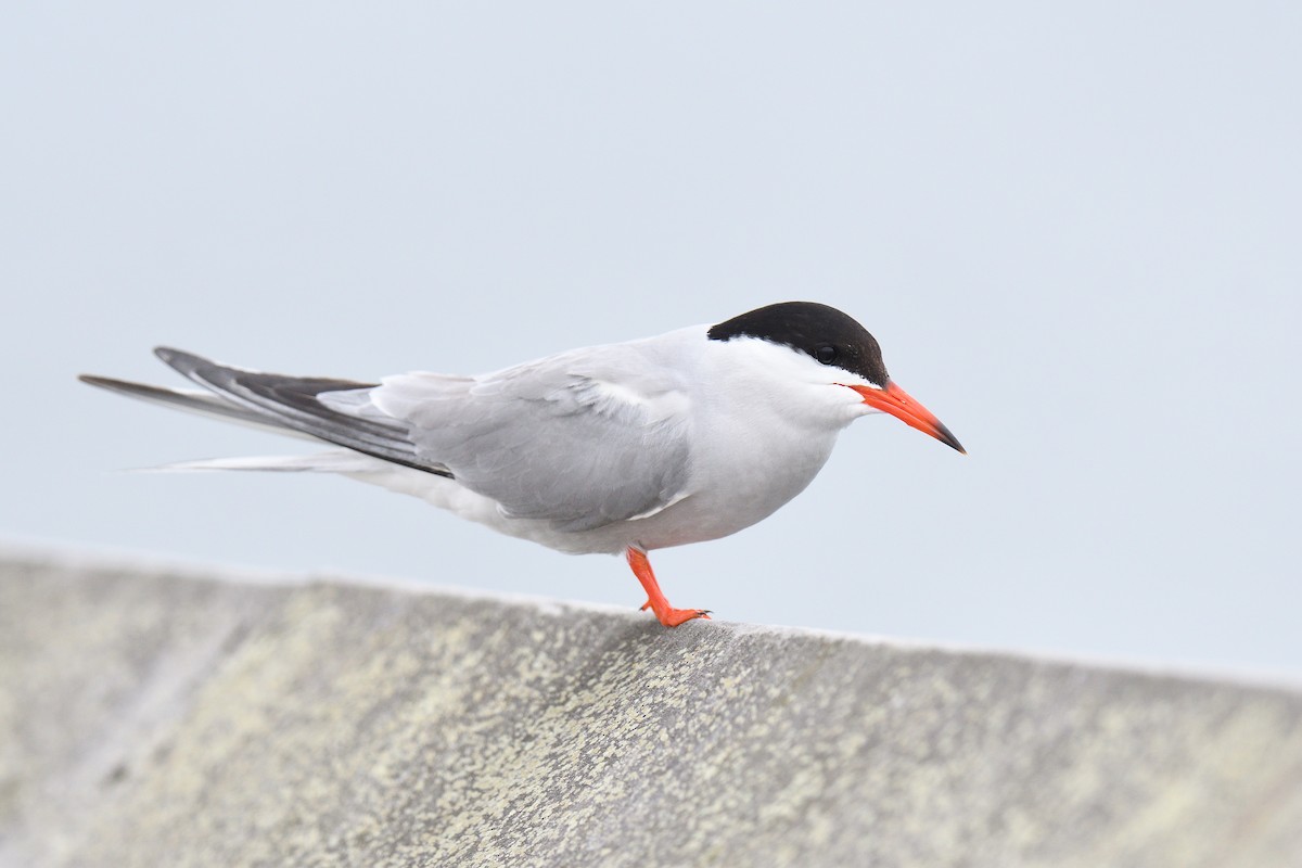 Common Tern - ML620138419