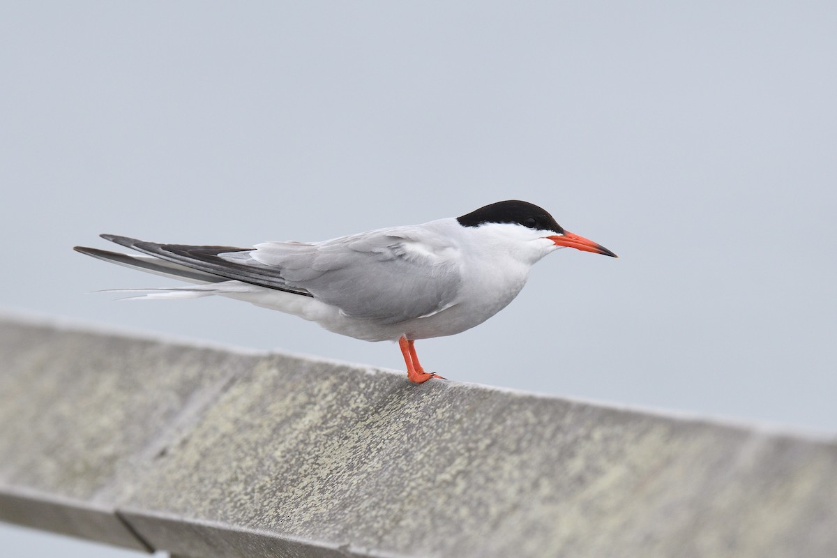 Common Tern - ML620138420