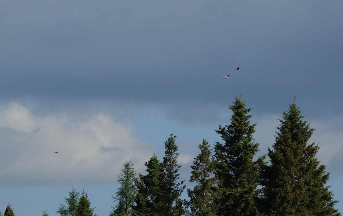 Northern Harrier - ML620138423