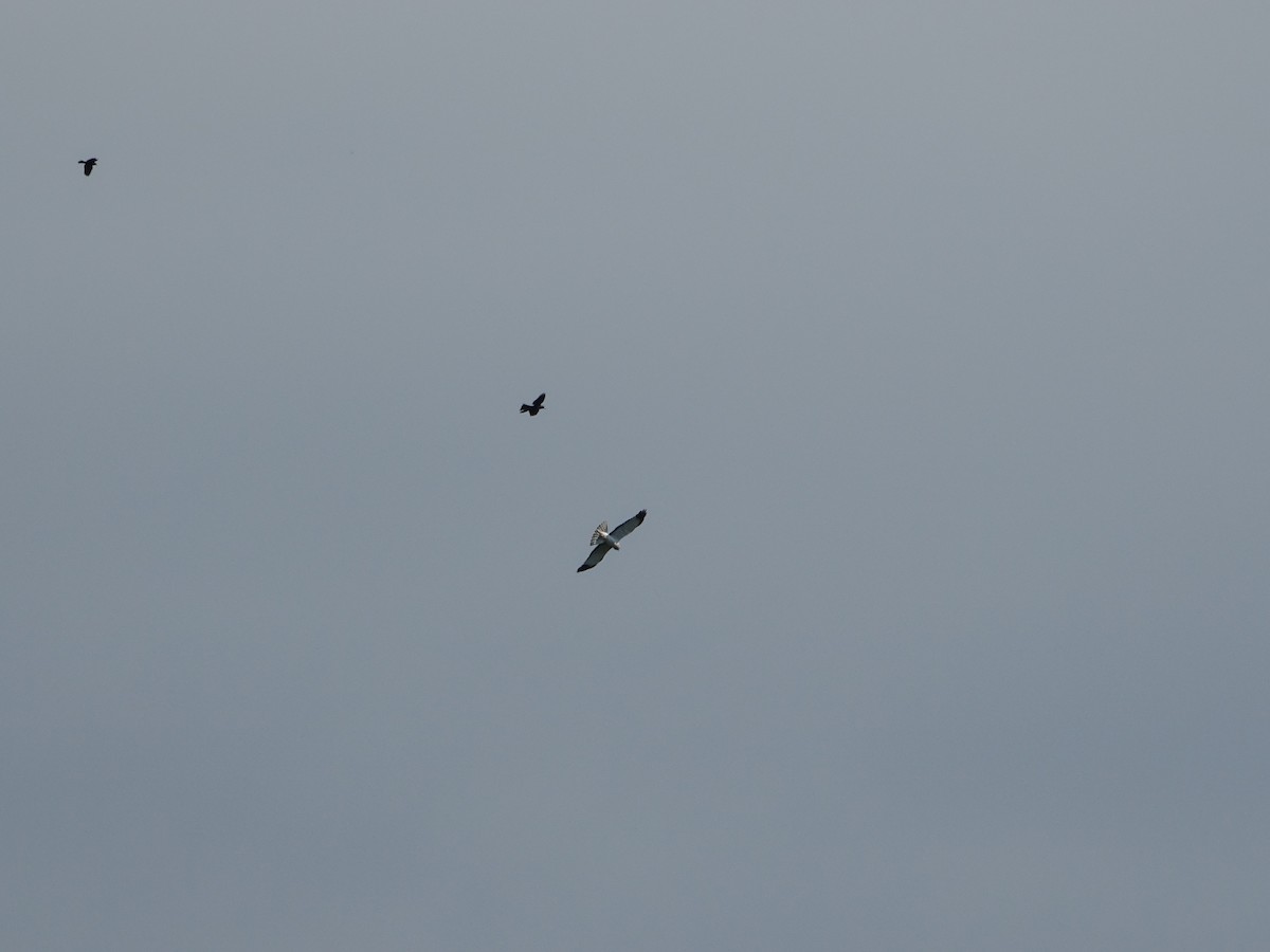 Northern Harrier - ML620138424