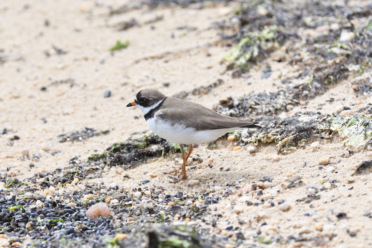 Semipalmated Plover - ML620138441