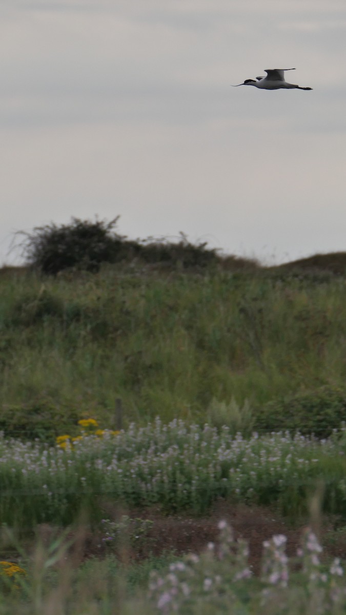 Avoceta Común - ML620138442