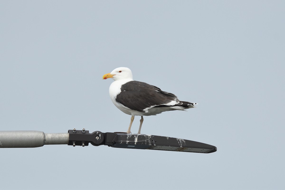 Great Black-backed Gull - ML620138448