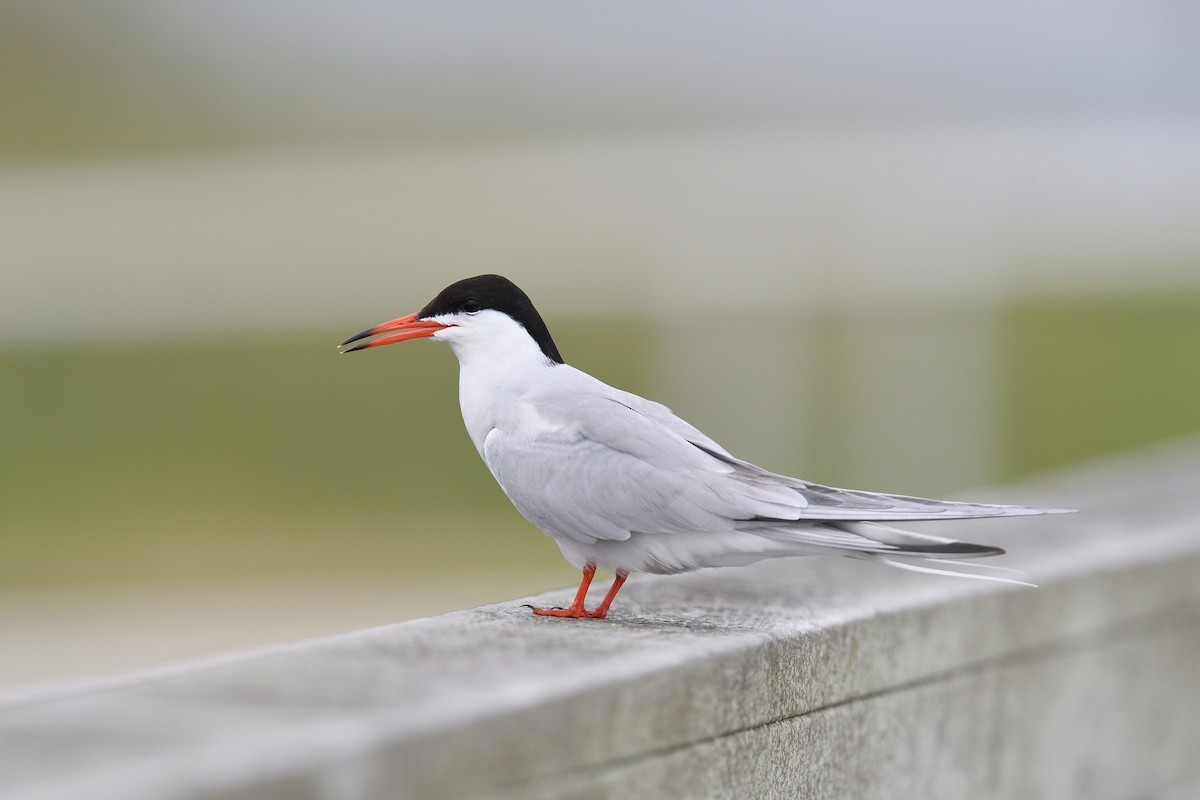 Common Tern - ML620138451