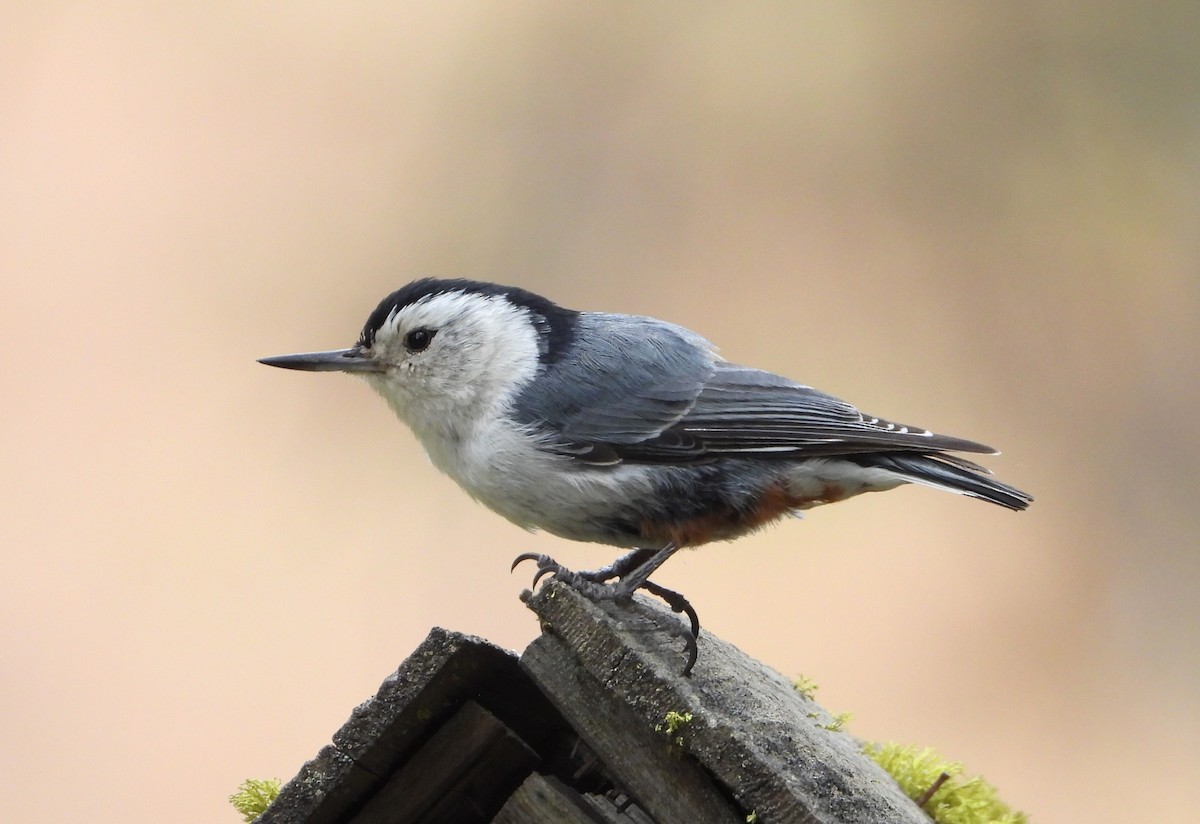 White-breasted Nuthatch - ML620138459