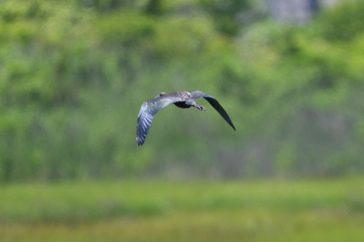 ibis hnědý - ML620138460