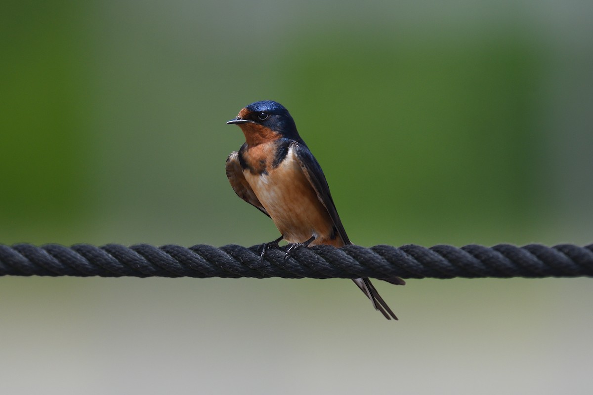 Barn Swallow (American) - ML620138461