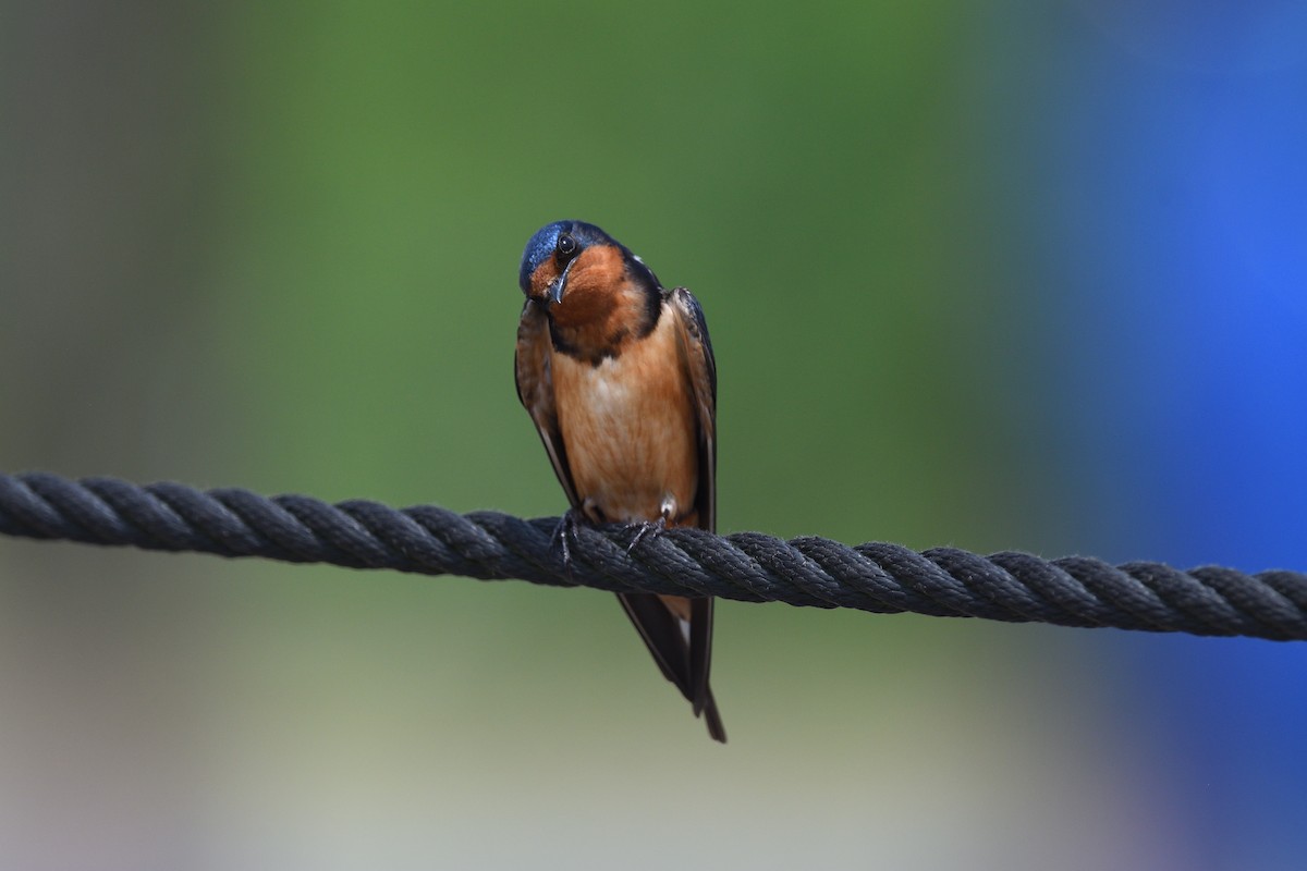 Barn Swallow (American) - ML620138462