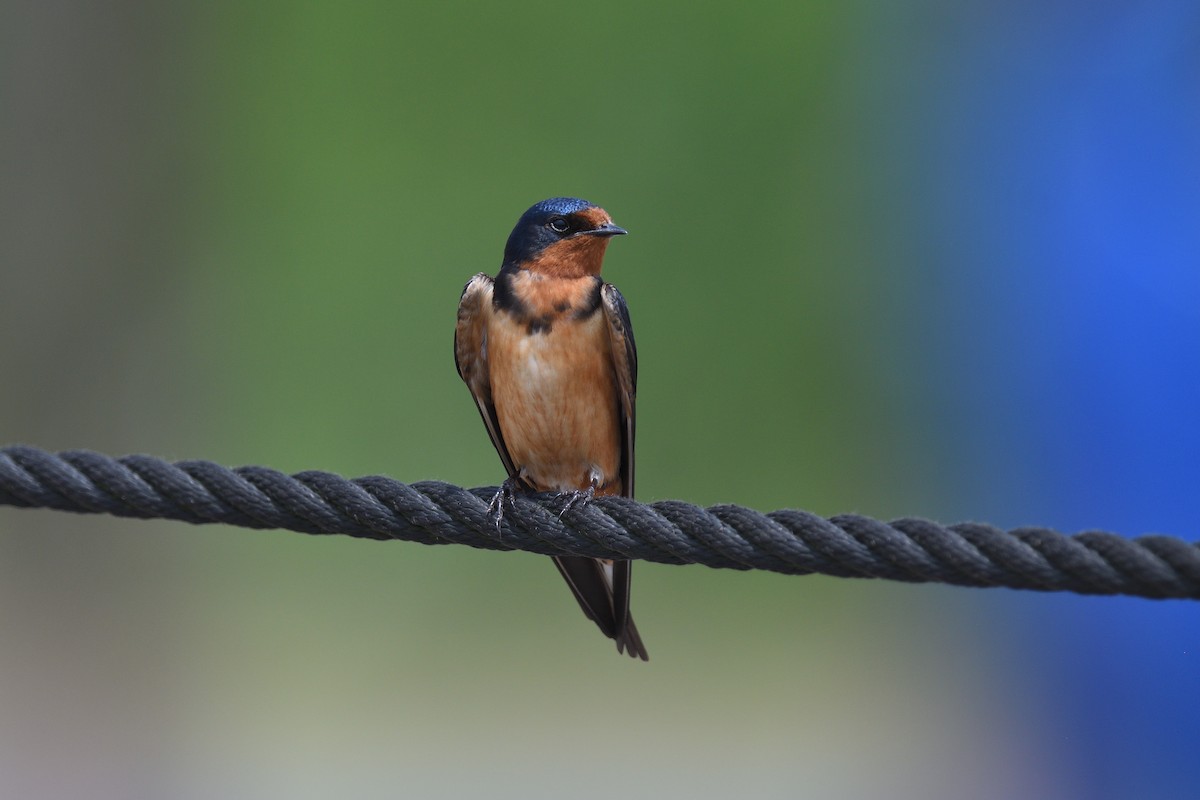 Barn Swallow (American) - terence zahner