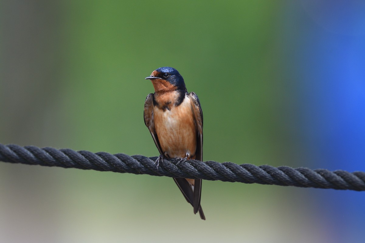 Barn Swallow (American) - ML620138464