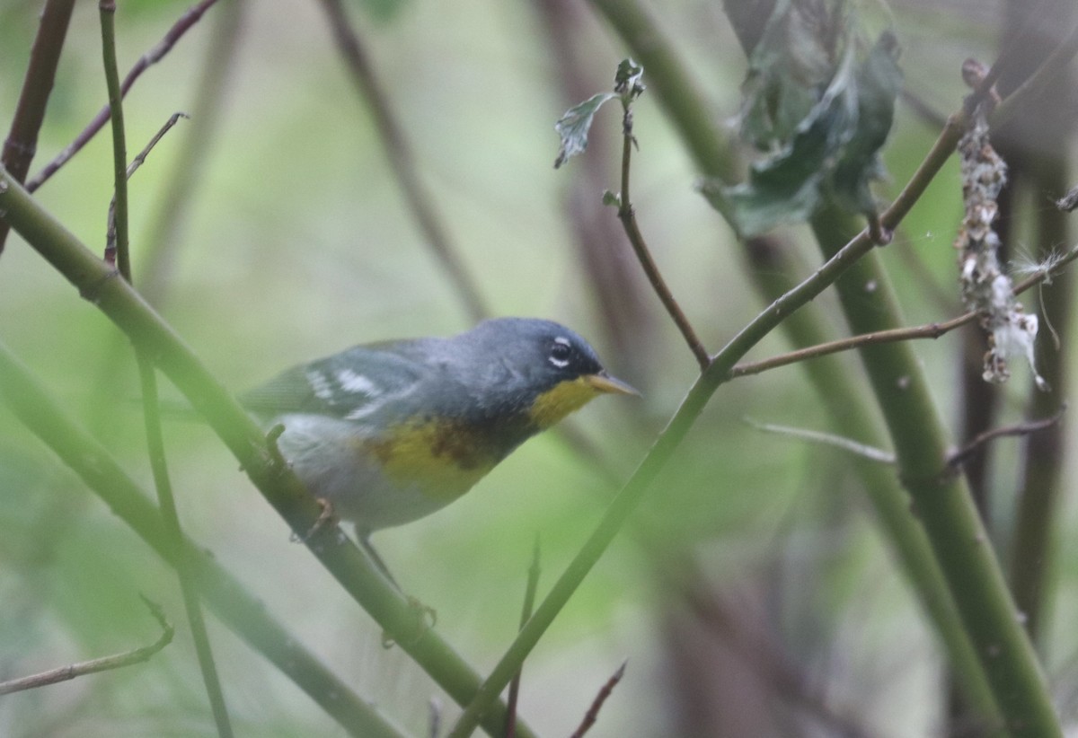 Northern Parula - ML620138467