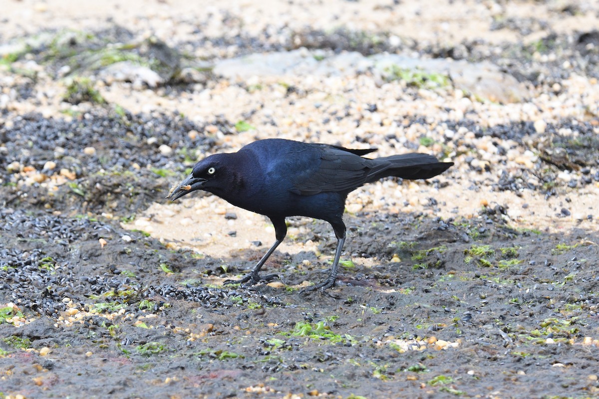Boat-tailed Grackle - ML620138474