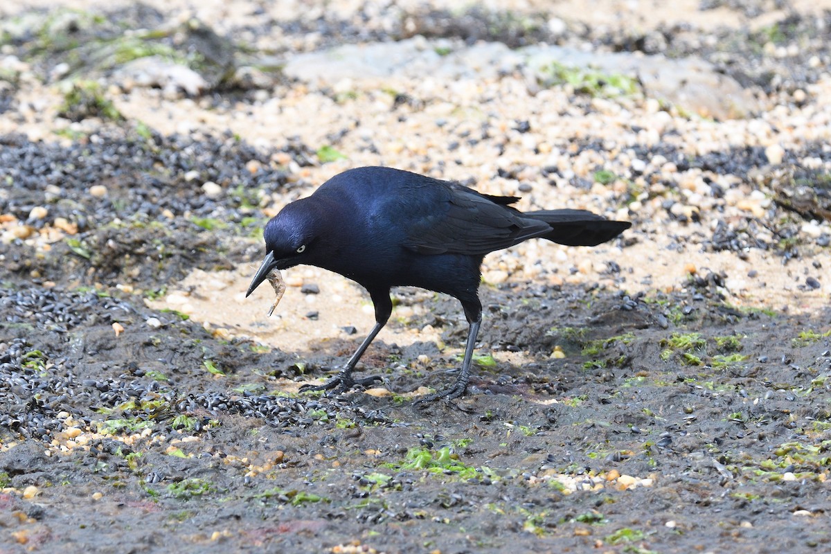 Boat-tailed Grackle - ML620138475