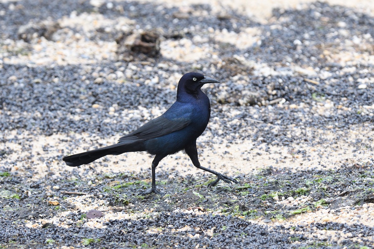 Boat-tailed Grackle - terence zahner