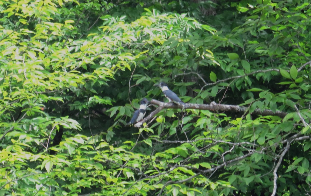 Belted Kingfisher - ML620138479