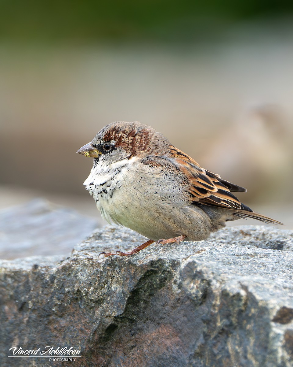 House Sparrow - ML620138481