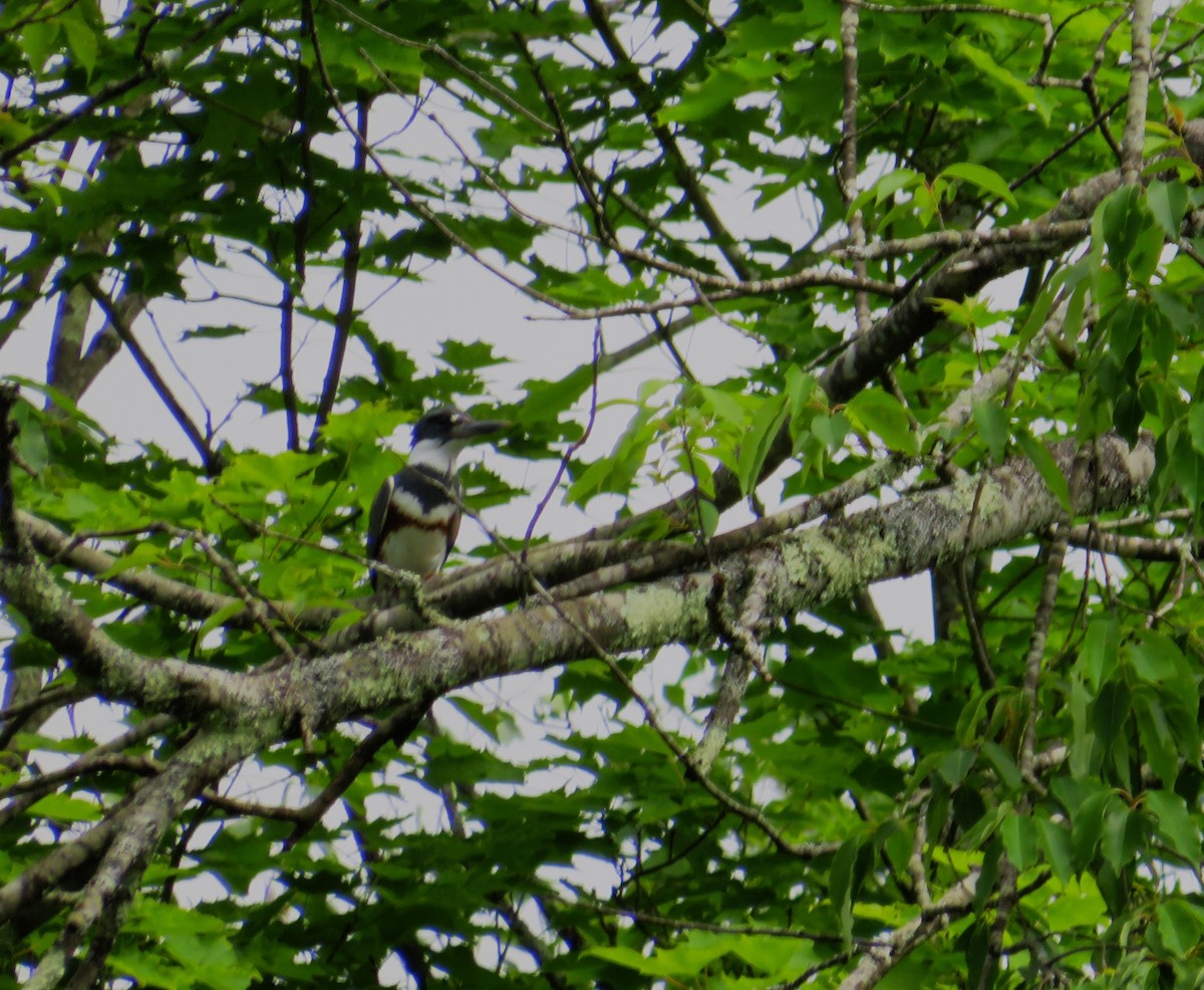 Belted Kingfisher - ML620138483