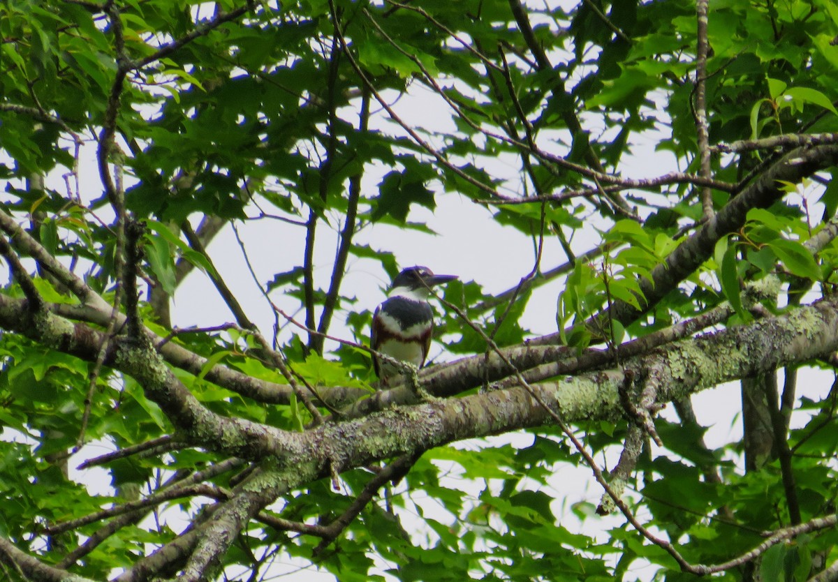 Belted Kingfisher - ML620138485