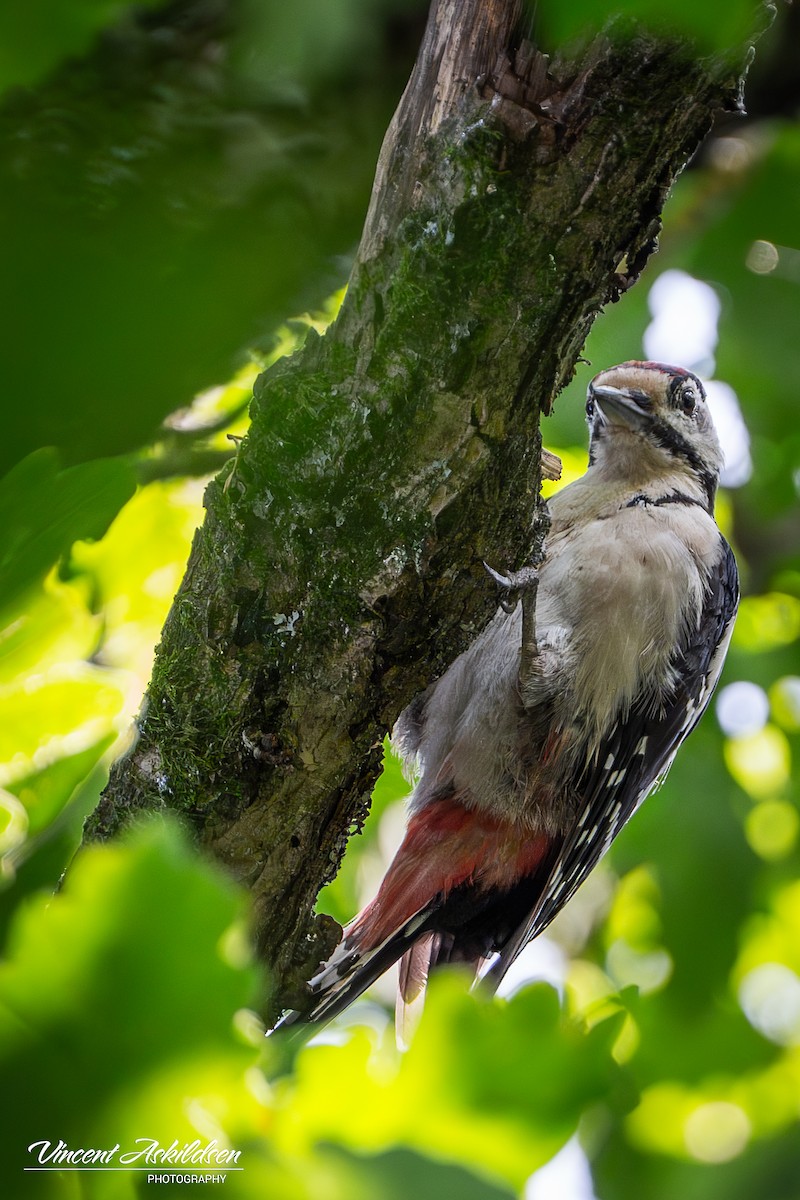 Great Spotted Woodpecker - ML620138488