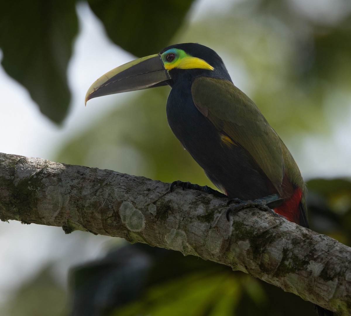 Yellow-eared Toucanet - ML620138489