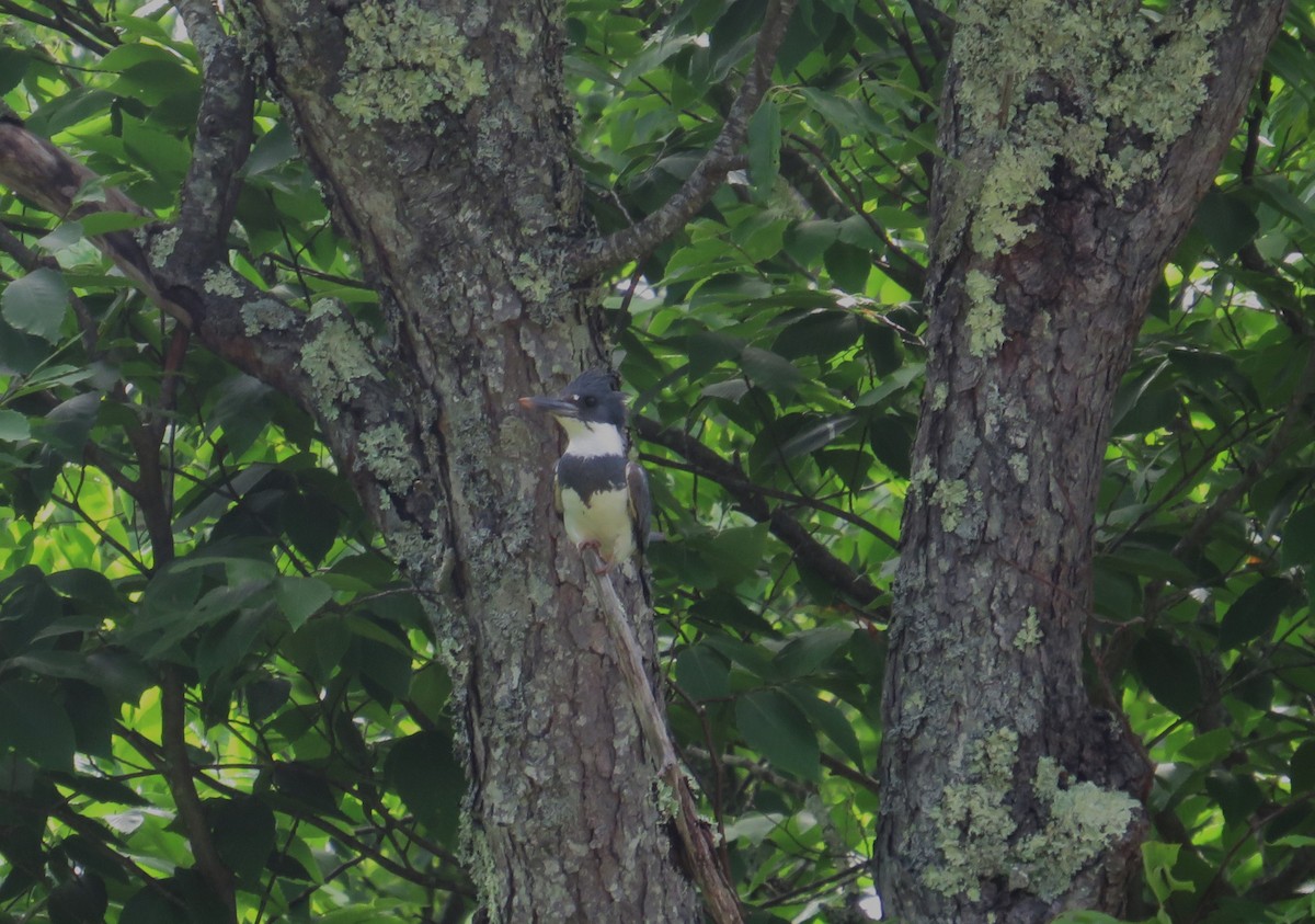Belted Kingfisher - ML620138490