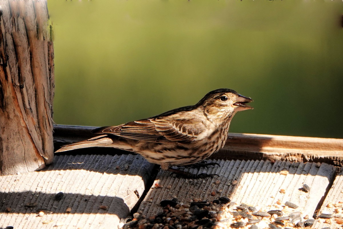 Cassin's Finch - ML620138504