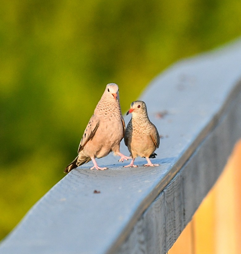 Common Ground Dove - ML620138511