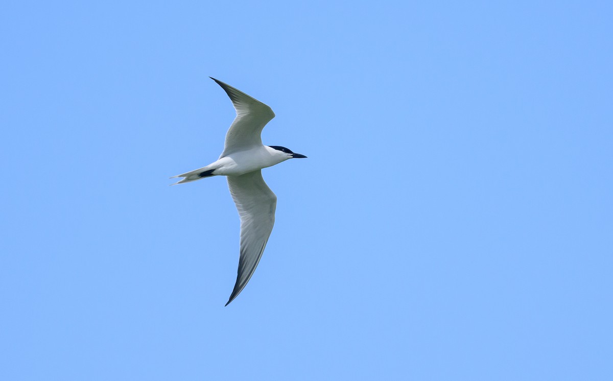 Gull-billed Tern - ML620138539