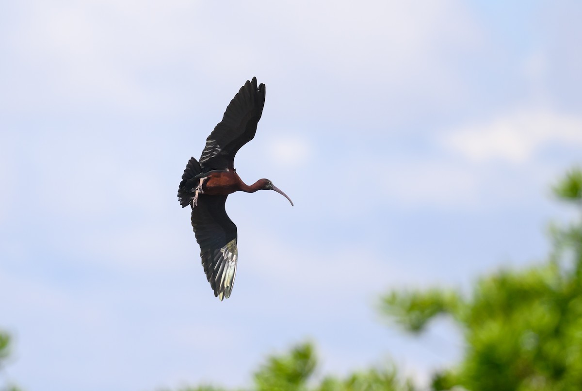 Glossy Ibis - ML620138553