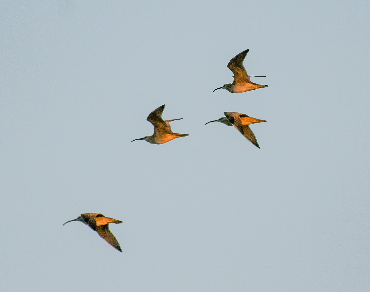 Whimbrel - ML620138560