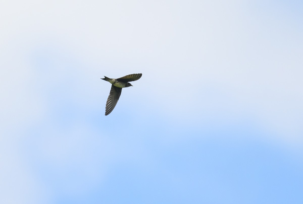 Purple Martin - ML620138563