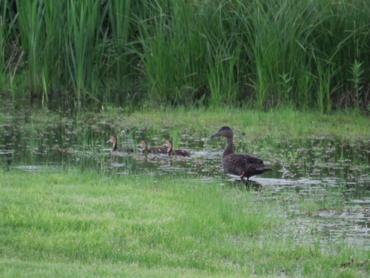 American Black Duck - ML620138564