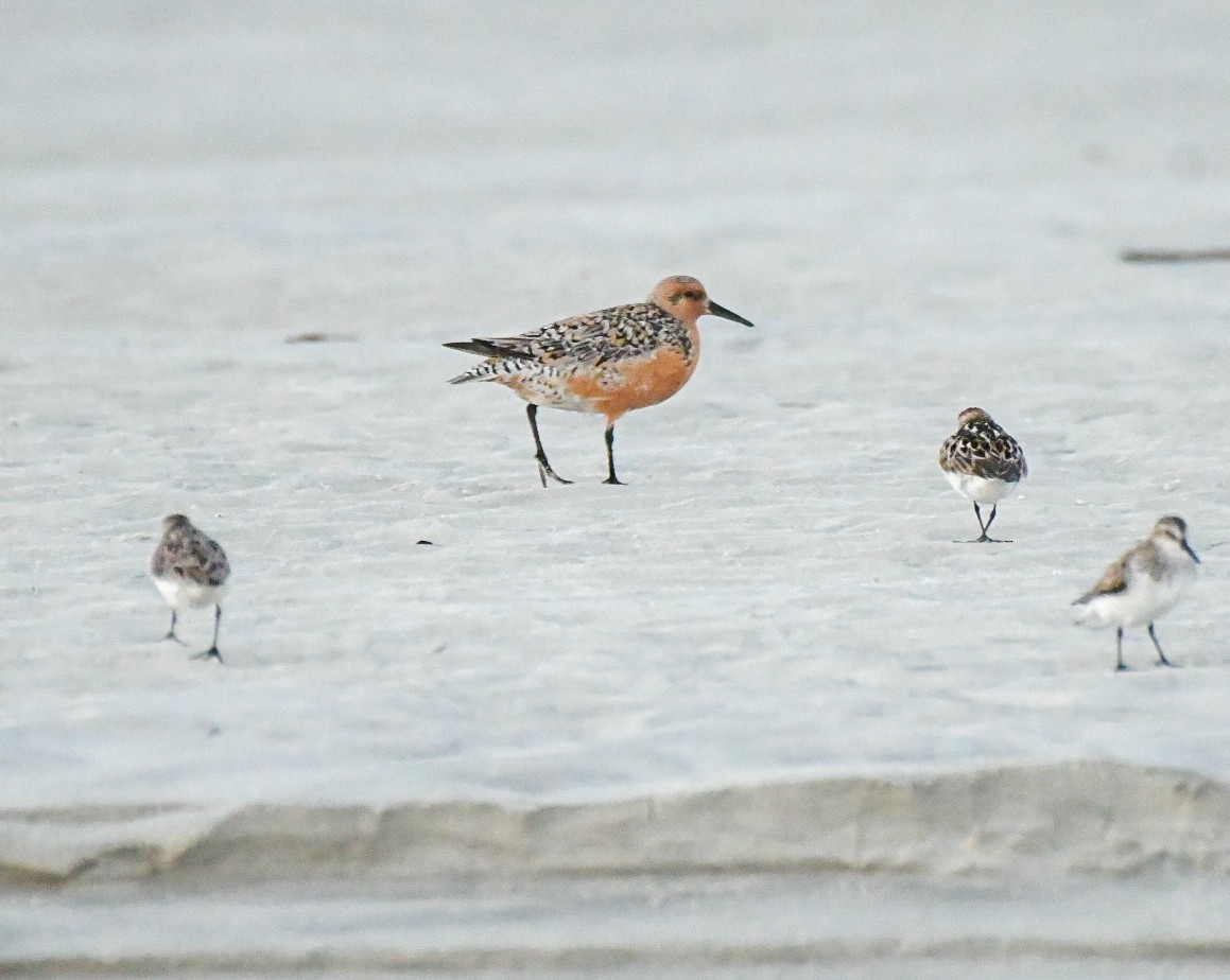 Red Knot - ML620138579