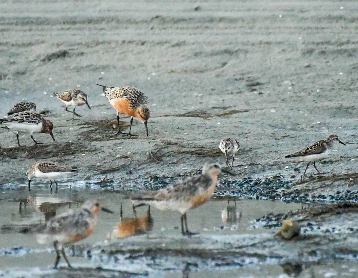 Red Knot - ML620138580