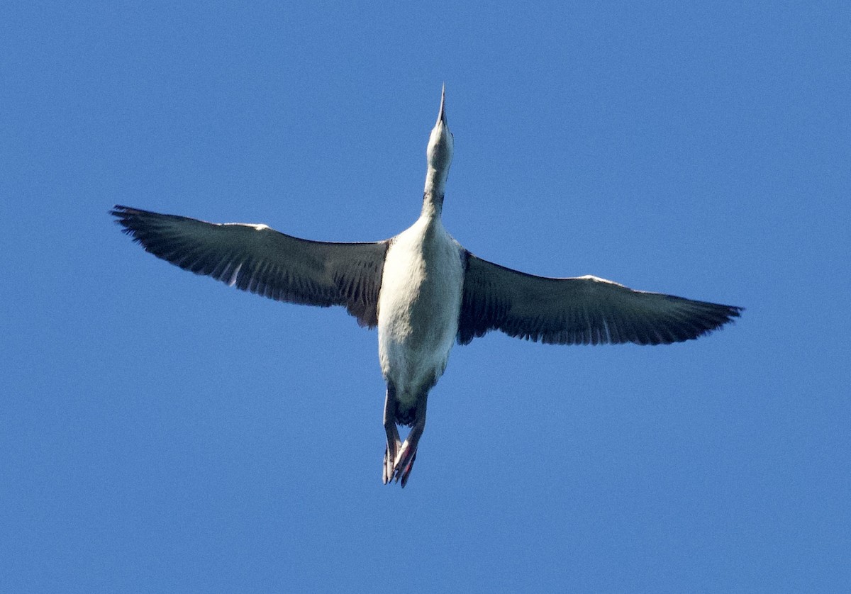 Common Loon - ML620138586