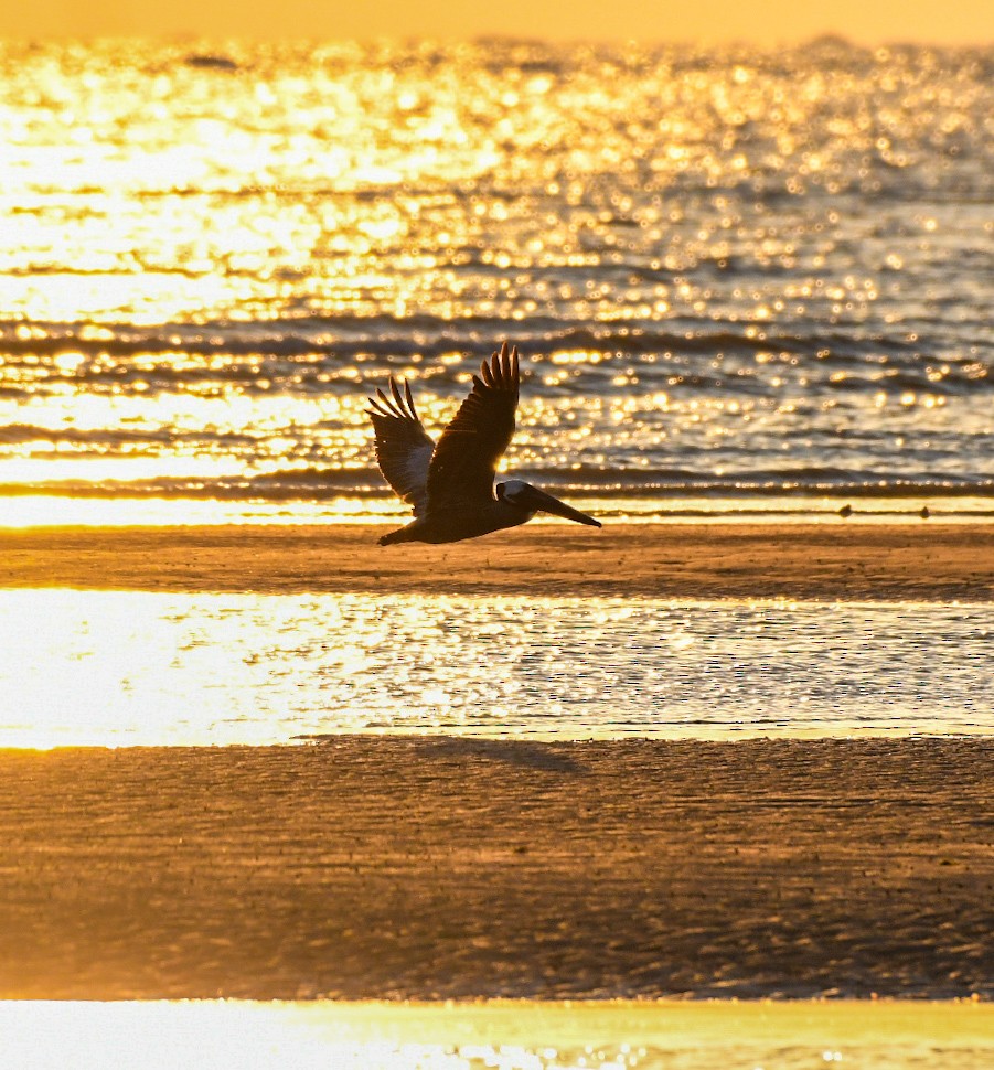 Brown Pelican - ML620138593