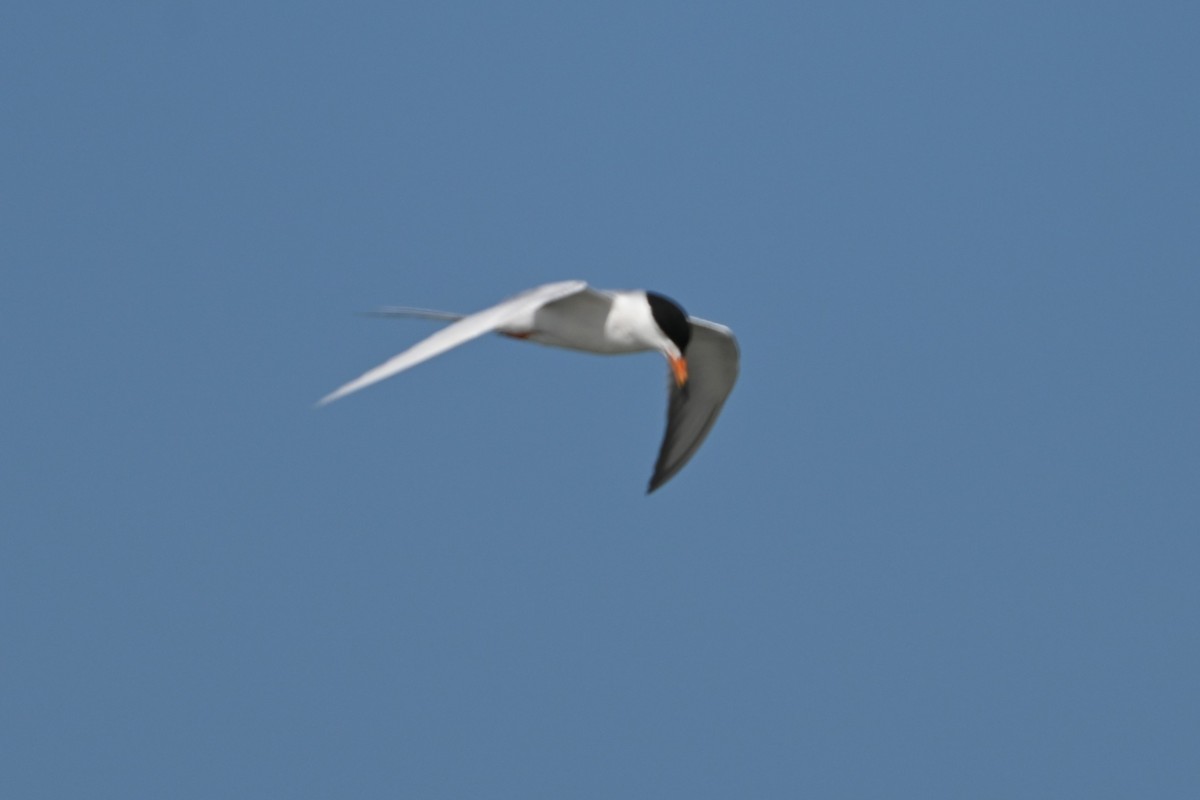 Forster's Tern - ML620138599