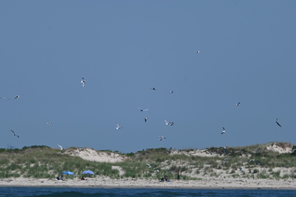 Common Tern - ML620138603