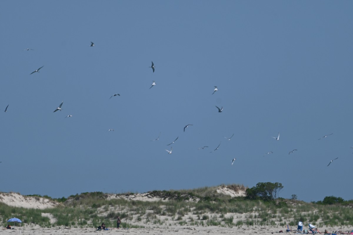 Common Tern - Robert G. Buckert