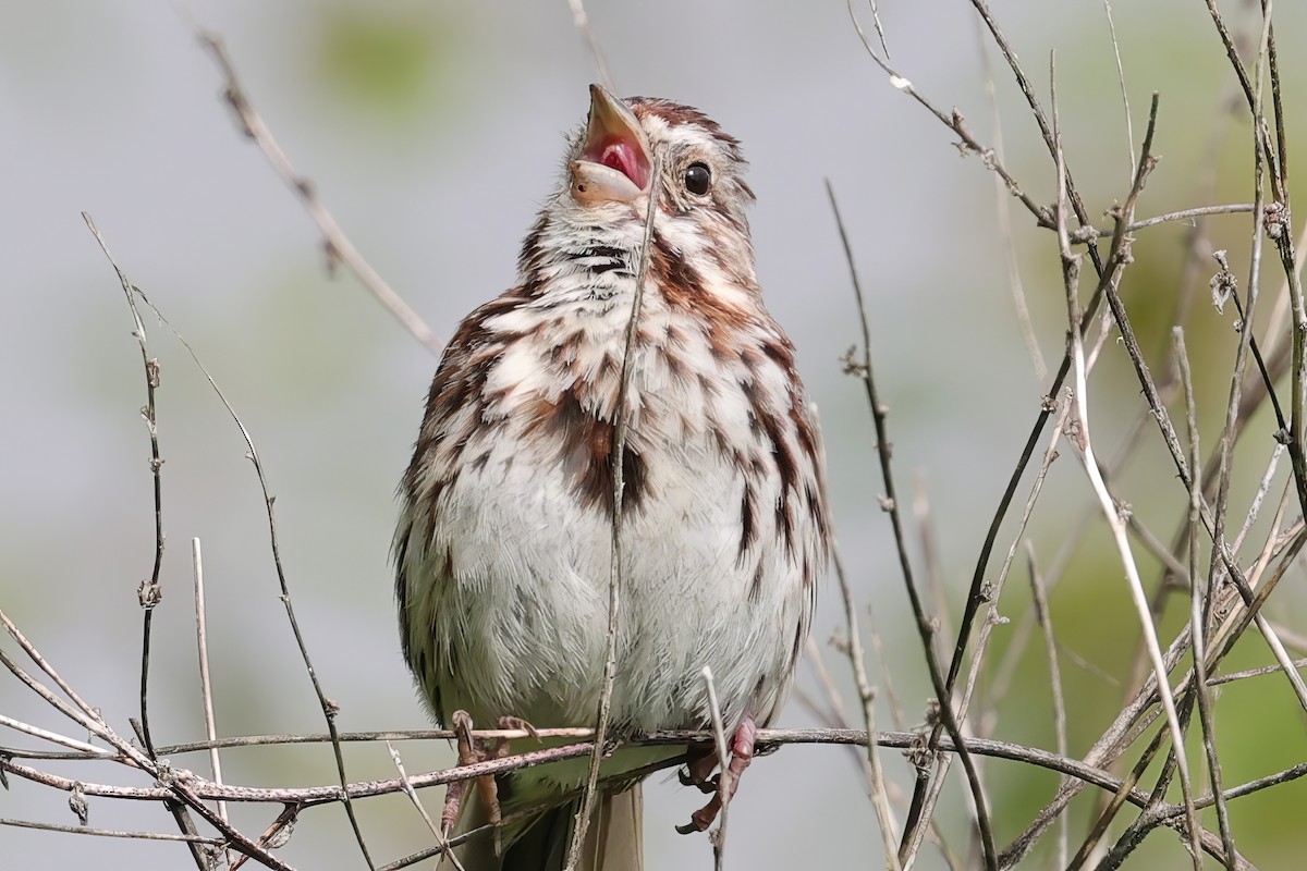 Song Sparrow - ML620138608