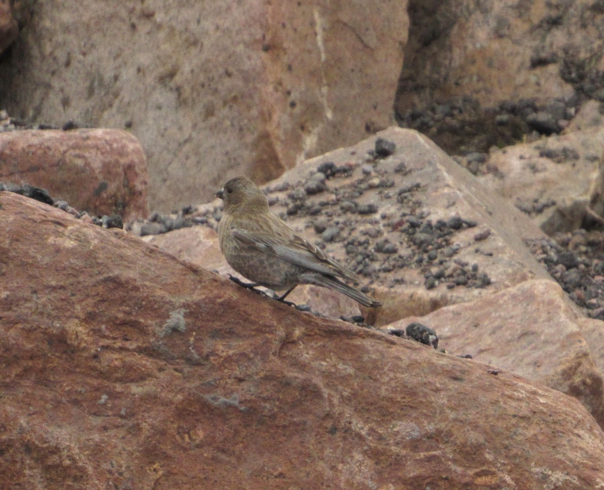 Brown-capped Rosy-Finch - ML620138611