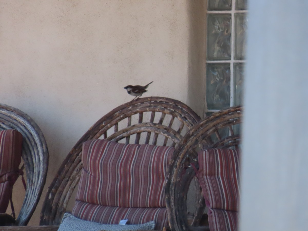 House Sparrow - ML620138618