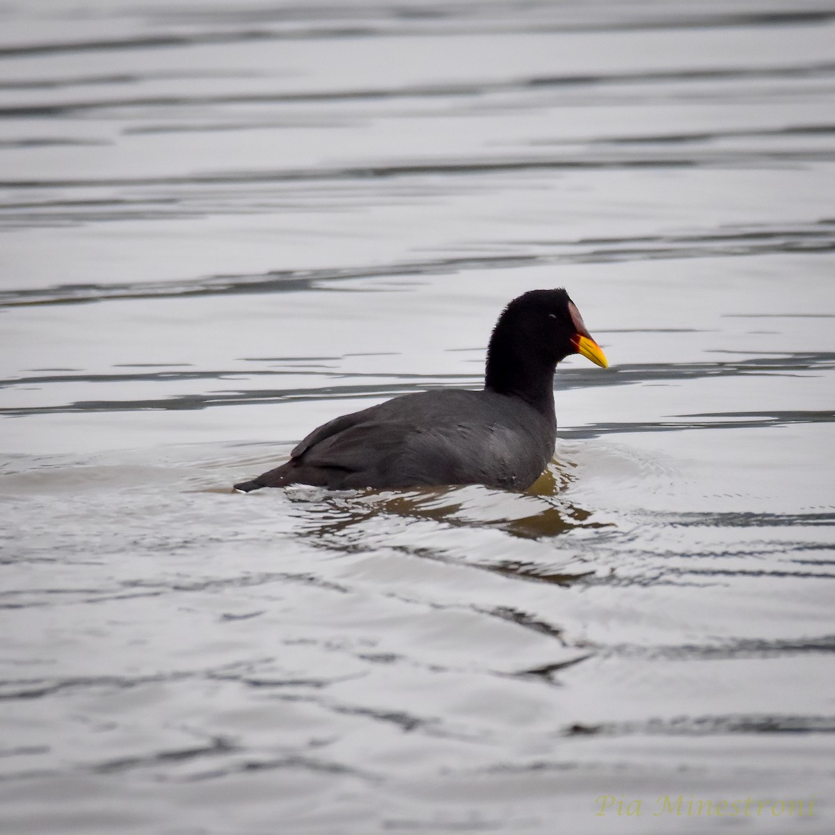 Red-fronted Coot - ML620138632