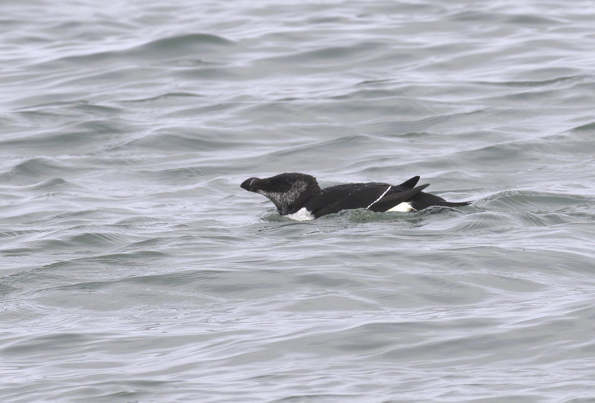 Razorbill - ML620138638