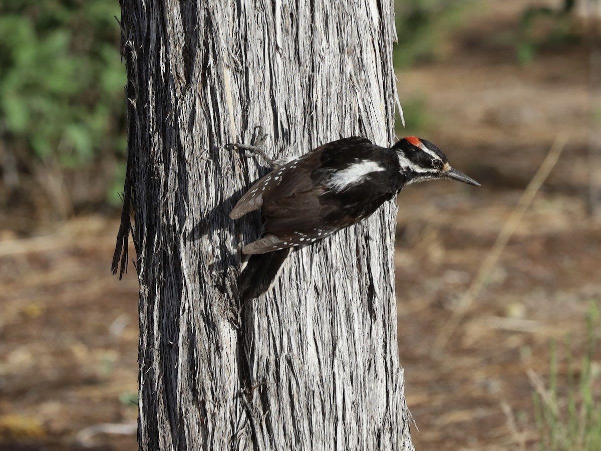 Hairy Woodpecker - ML620138643
